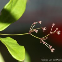 Vincetoxicum flexuosum var. tenuis (Blume) Schneidt, Meve & Liede